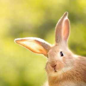 Picture for category Exotics